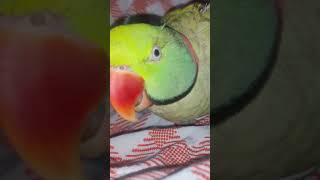 Alexenderparrot Cad And Burry