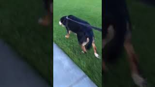 Roxy - Bilateral Recovery Video