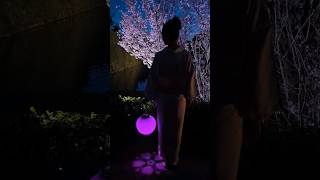 Naked Sakura Festival 2024 Nijō Castle, Kyoto, Japan 元離宮二条城