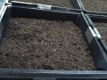 Growing Flowers Dahlia, Lobelia,Celosia, Coleus, From Seed Indoors