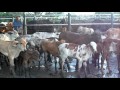 ganado leche