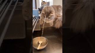 Simple Things Your Cat Loves, Try It