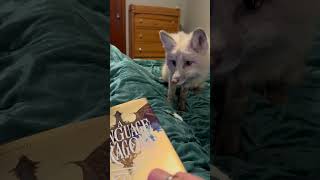 Nimbus Fox First Book