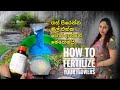 How To Fertilize Your Flower Plants || Secrets Of Flower Fertilizers || Flower Blooming Hacks 2021