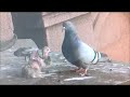 Seagull eats Pigeon