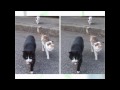 猫を見ると脳が活性化して集中力が上がります。【HD】