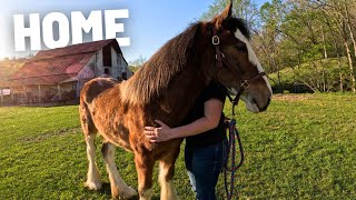Abandoned Clydesdale Filly’s First Day Home!