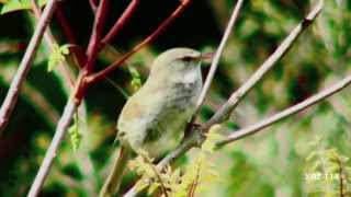 野鳥 さえずる鳥達 2 Wild Birds Warbling Birds 2 野鳥 さえずる鳥達 2 Wild Birds Warbling Birds 2