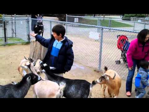 ヤギ／Goats アフリカンサファリパーク African Safari Park
