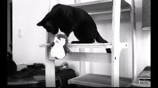 Black Metal Tyrant Cat Repels Penguin Invaders