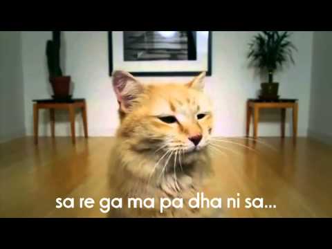 Jhoom Ke Nache CAT Video