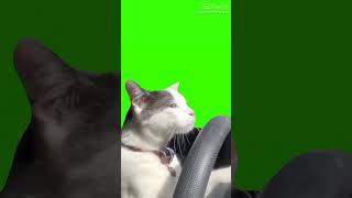 Araba Süren Kedi
