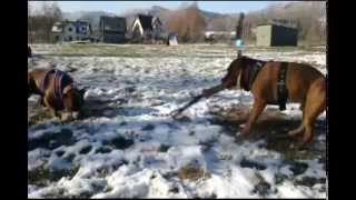 Staffordshire Bull Terrier - Tug Of War