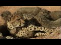 Baby cheetahs born on Sir Bani Yas