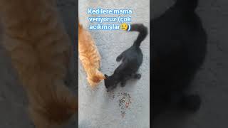 Arkadaşlar Kedilere Mama Verdik Çok Acık Mışlar Onlar Için Bir Like Ve Abone