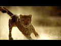 Cheetahs
