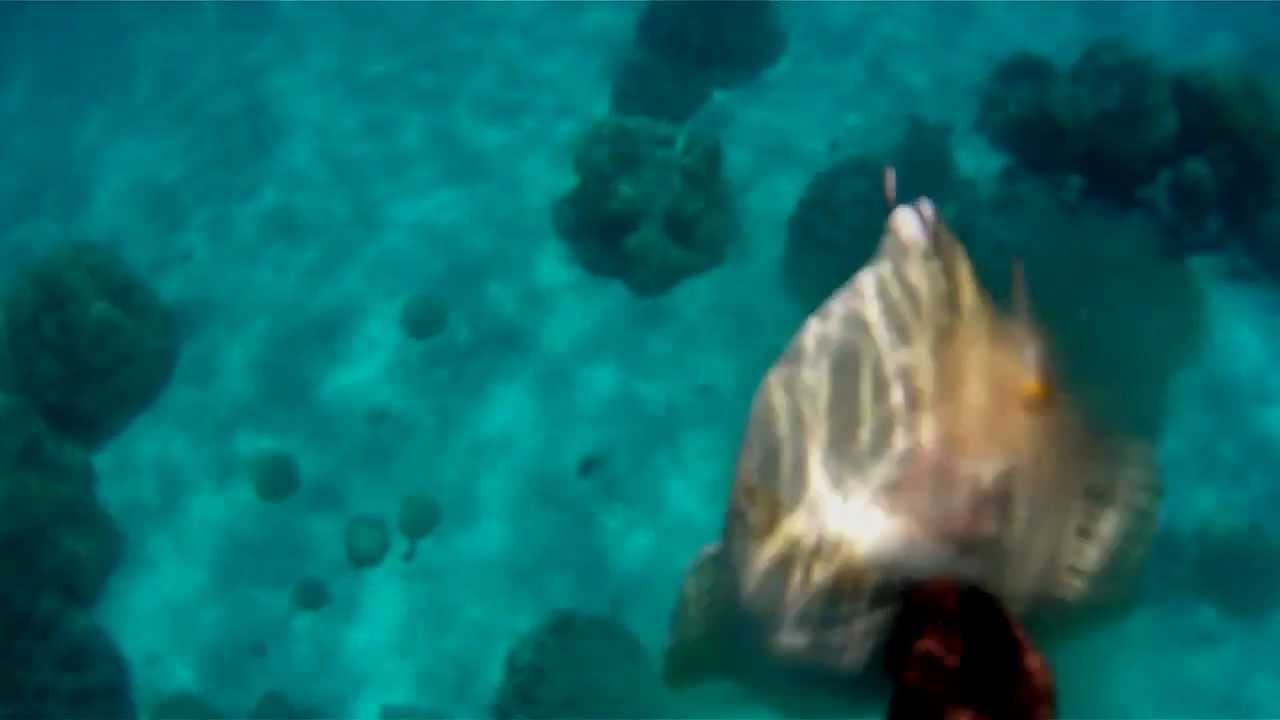 La chasse et la pêche le crocus ekspo les rappels