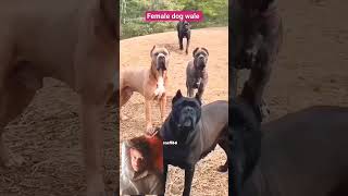 Chodi Block Tiktok Song Chalisa Thar