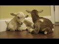 Sleepy lambs doze off