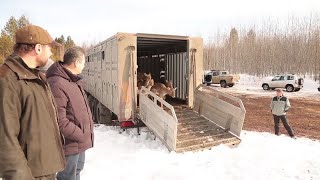 Новые жители острова Подъеланский