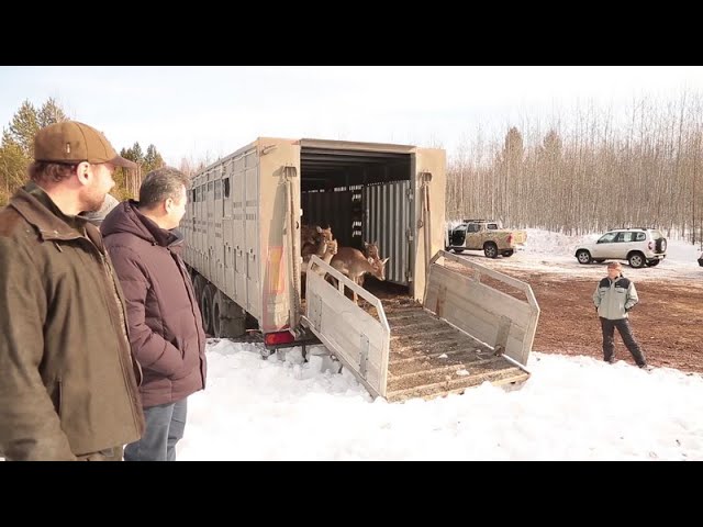 Новые жители острова Подъеланский