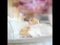 FUNNY! Cutest Chinese cats ever! 🐱 + song for children