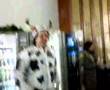 Video Laurea Dave n.1 - Travestimento e Monta