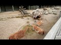 Zoo Denmark