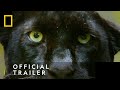 Official Trailer | Big Cat Week | National Geographic Wild UK