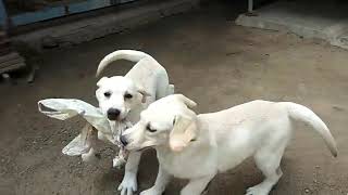 cute funny dogs