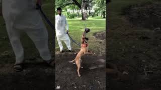 American Staffordshire Bull Terrier