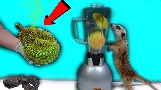 TRYING DURIAN COCKTAIL! THE SMELLIEST FRUIT IN THE WORLD!