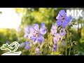 Beautiful Relaxing Music, Vol. 1 ~ Light Piano, Guitar & Flute Music with Birds Singing