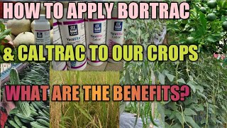 Paano Mag-Apply Ng Caltrac At Bortrac Sa Ating Mga Pananim