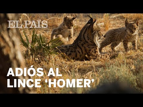 Muere un lince de Doñana en la evacuación por el incendio | España