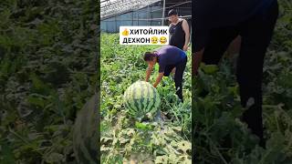 Bu Xitoylik Uyida Etishtirgan Tarvuz Record Qoydi