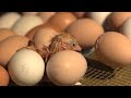 Imagen del vídeo Hatching Eggs | Farm Raised With P. Allen Smith