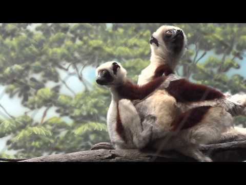 bush baby lemur. Come watch the aby lemur