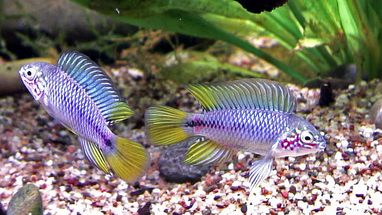 Apistogramma borellii, Pflege und Zucht im Aquarium YouTube