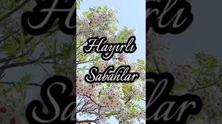 Hayırlı Sabahlar