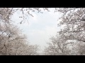 春のストーム / 彩恵津子