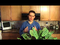 How To Repot A Houseplant
