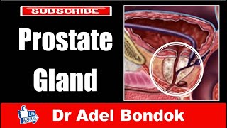 The Prostate Gland, Dr Adel Bondok