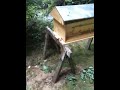 Completed first Kenyan top bar bee hive ( ktbh ). Day 3