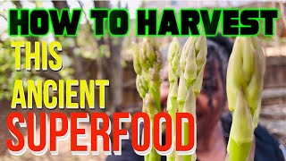How To Harvest Container-Grown Asparagus An Ancient Superfood