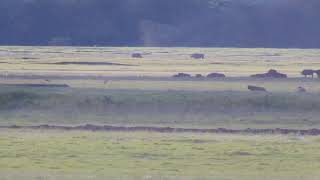 See The Black Rhino Behind The Buffaloes
