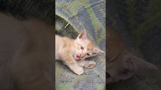 Cat Ne Kat Leya