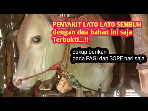 terbukti penyakit lato lato bisa disembuhkan dengan bawang putih dan oli bekas