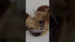 Loneliest Snail In The World
