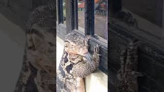 Biawak Monster Biawak Air